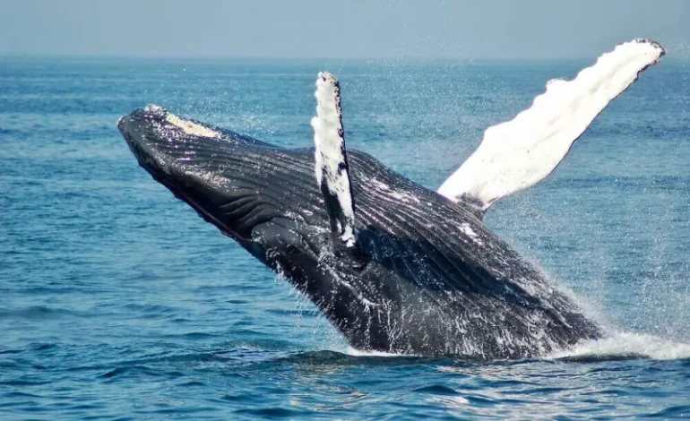 Why This Whale \’Poop\’ Is Called \’Floating Gold\’