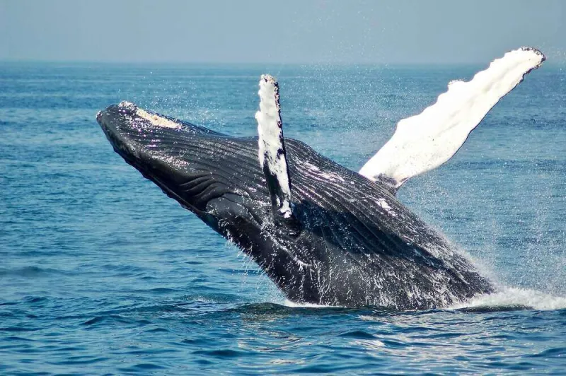 Why This Whale \’Poop\’ Is Called \’Floating Gold\’